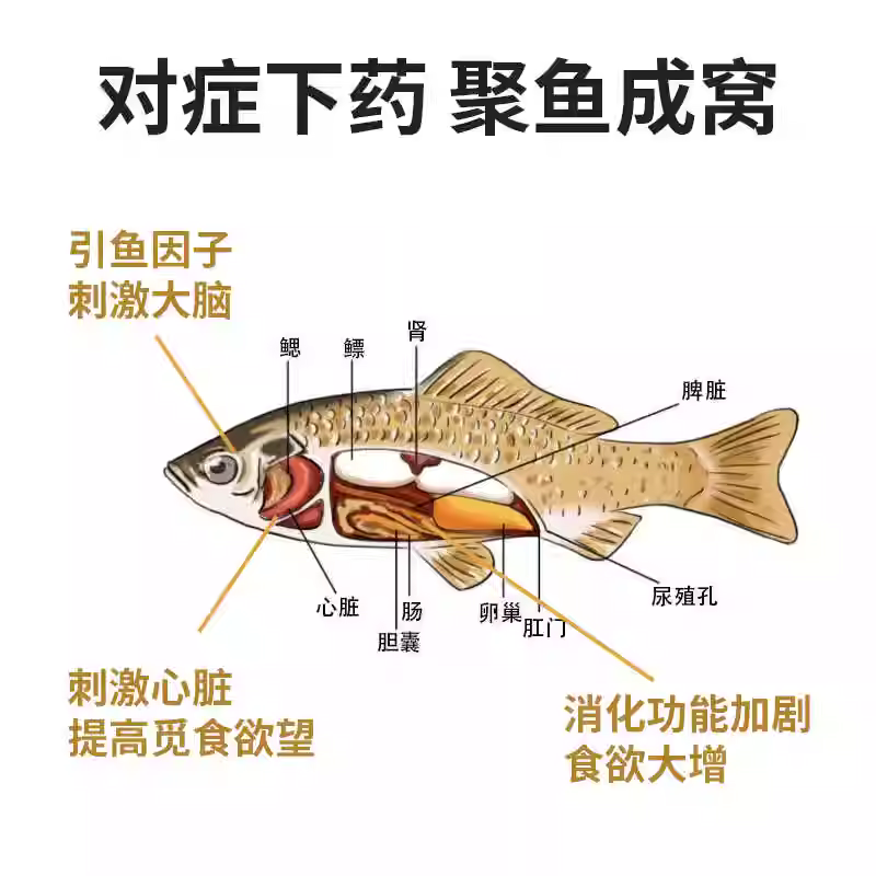 西部风牛B千里香麝香酒鱼开胃添加剂饵料伴侣诱鱼四季聚鱼饵鱼饵添加 图2
